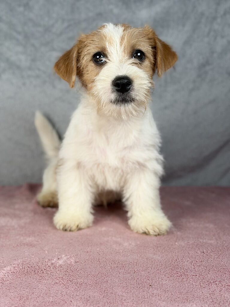 szczeniak jack russell t