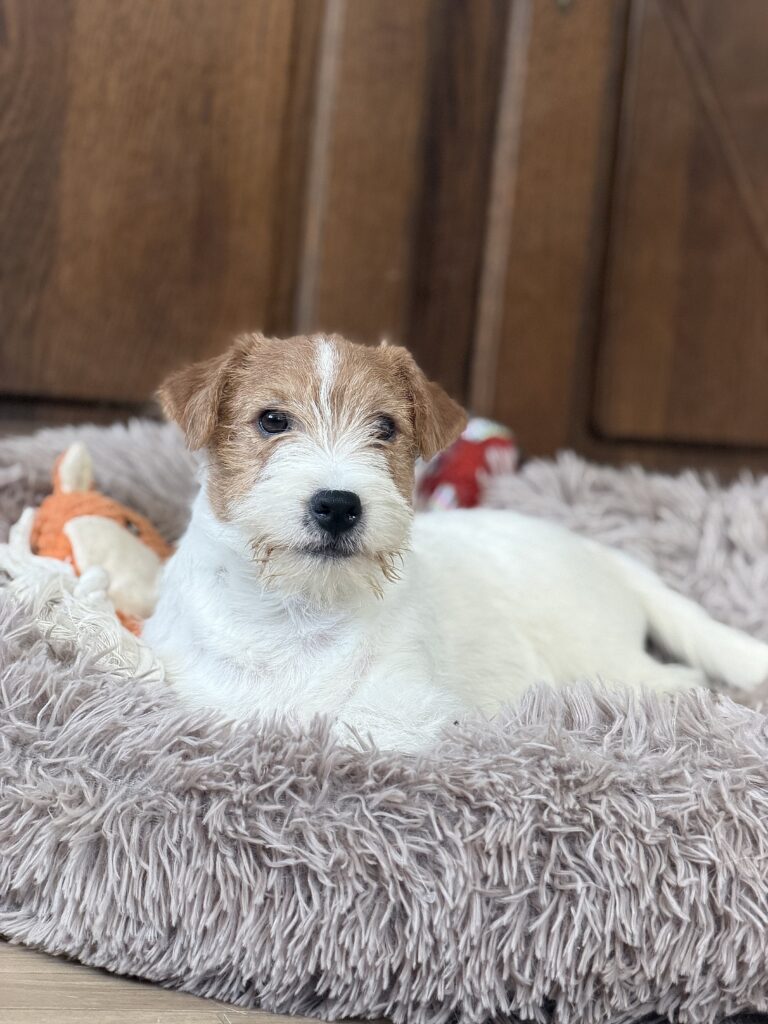 jack russell terrier