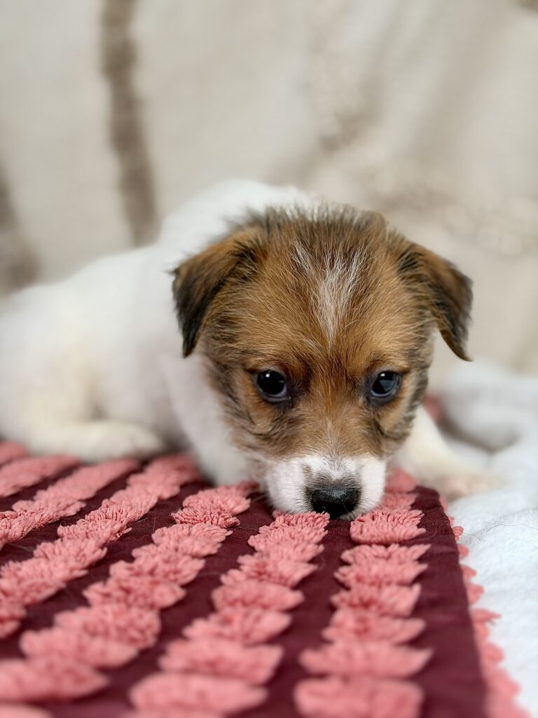 jack russell terrier szorstkowlosy