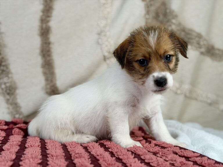 jack russell terrier szorstkowlosy