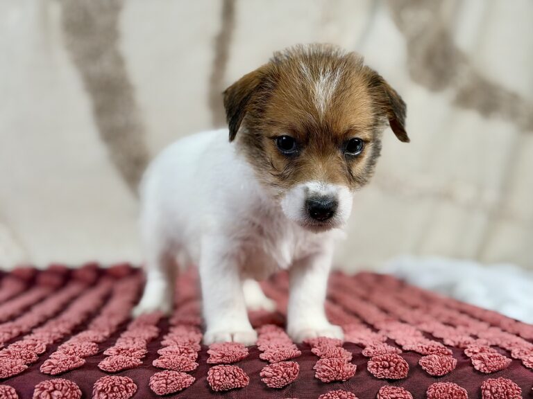 jack russell terrier szorstkowlosy