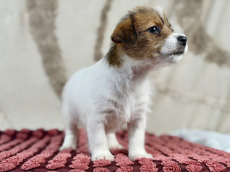 jack russell terrier szorstkowlosy