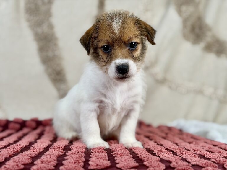 jack russell terrier szorstkowlosy