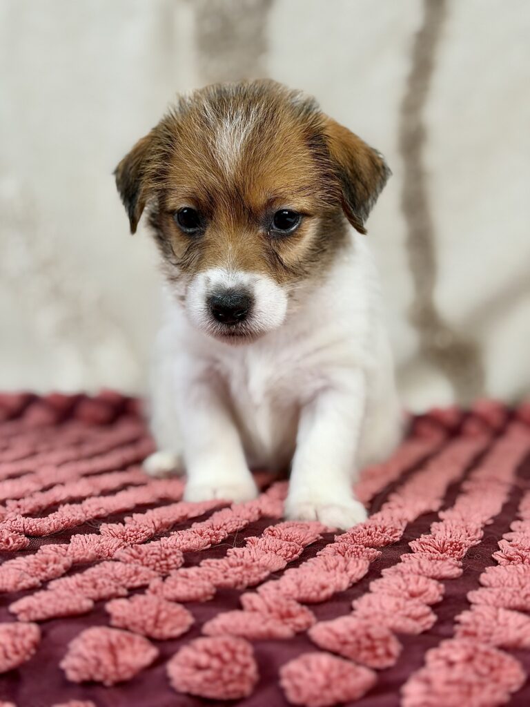 jack russell terrier szorstkowlosy