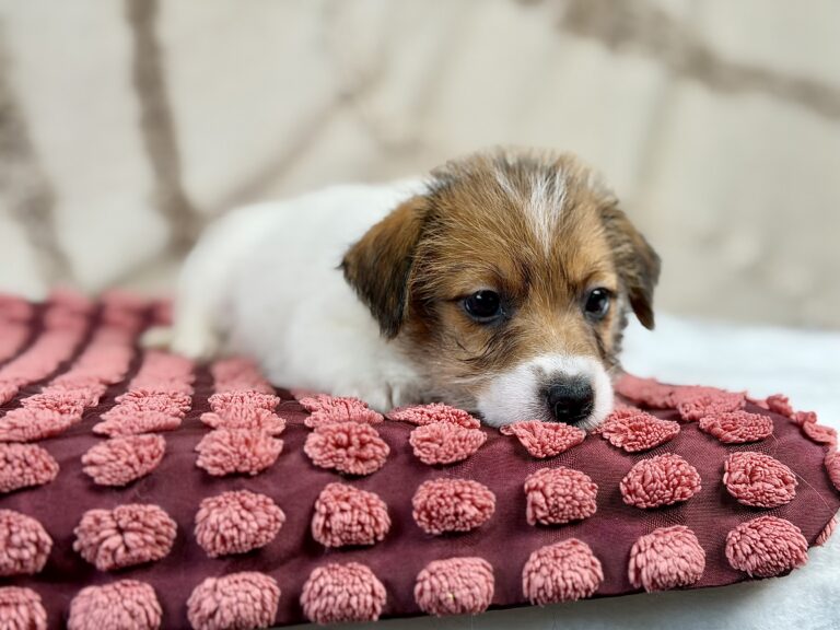 jack russell terrier szorstkowlosy