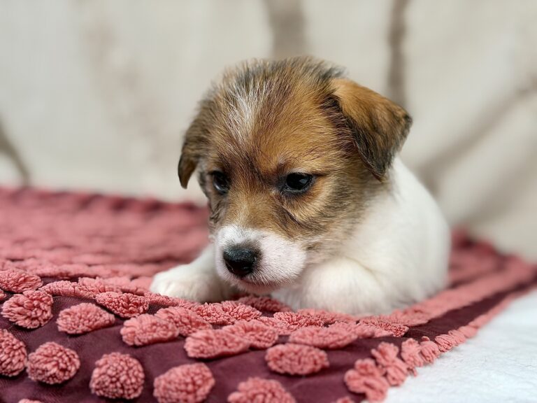 jack russell terrier szorstkowlosy