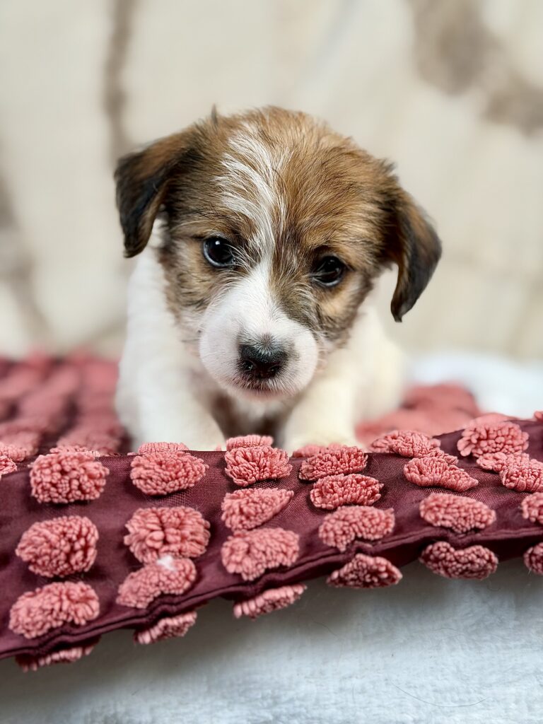 jack russell terrier szorstkowlosy