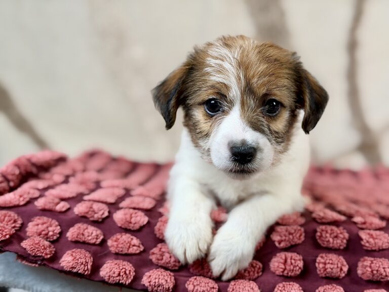 jack russell terrier szorstkowlosy