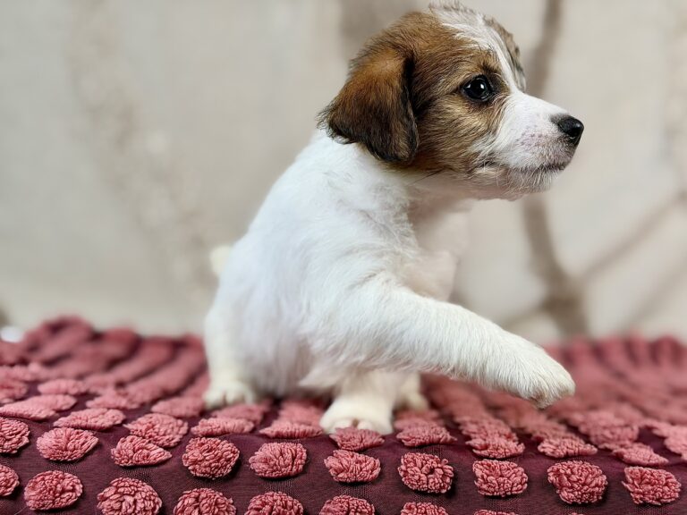 jack russell terrier szorstkowlosy