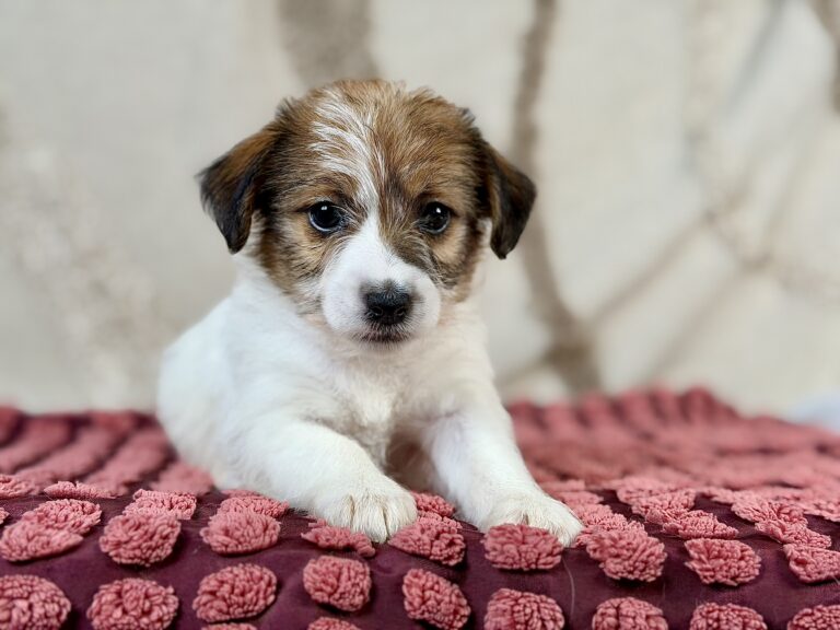 jack russell terrier szorstkowlosy