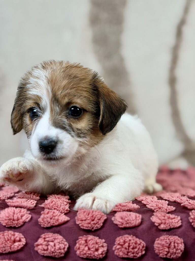 jack russell terrier szorstkowlosy