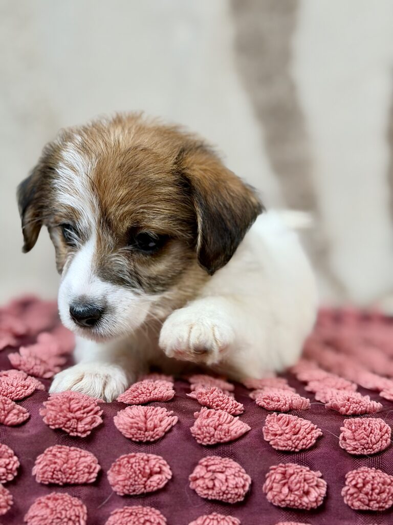jack russell terrier szorstkowlosy