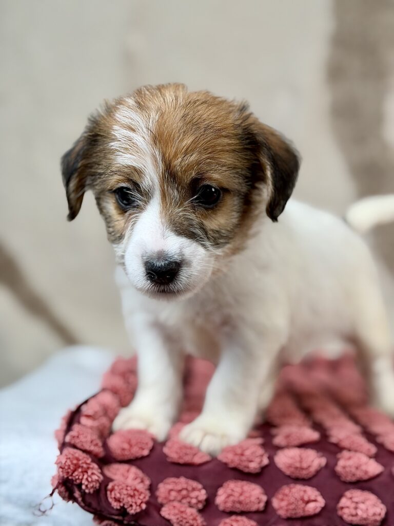 jack russell terrier szorstkowlosy