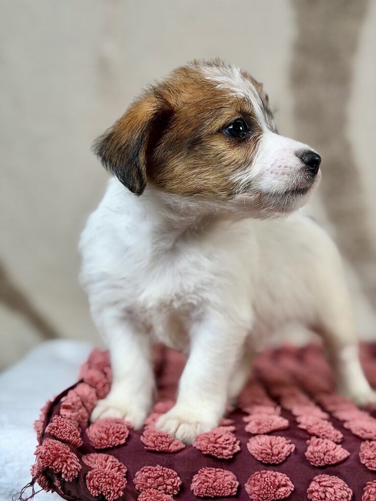 jack russell terrier szorstkowlosy