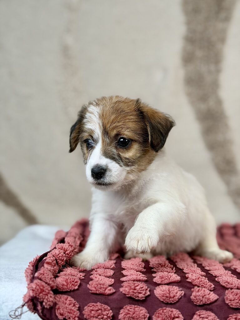 jack russell terrier szorstkowlosy