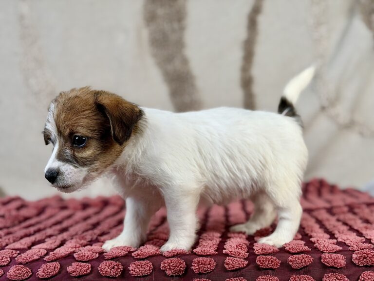 jack russell terrier szorstkowlosy