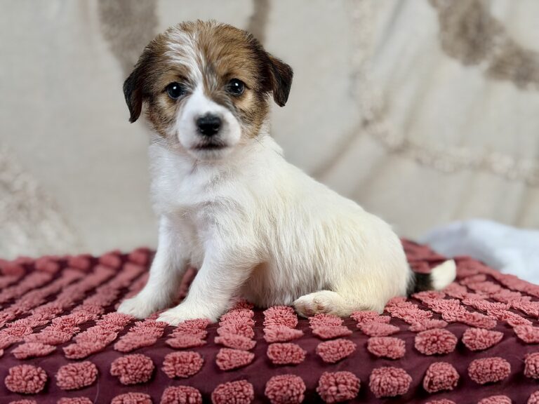 jack russell terrier szorstkowlosy