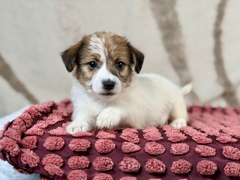 jack russell terrier szorstkowlosy