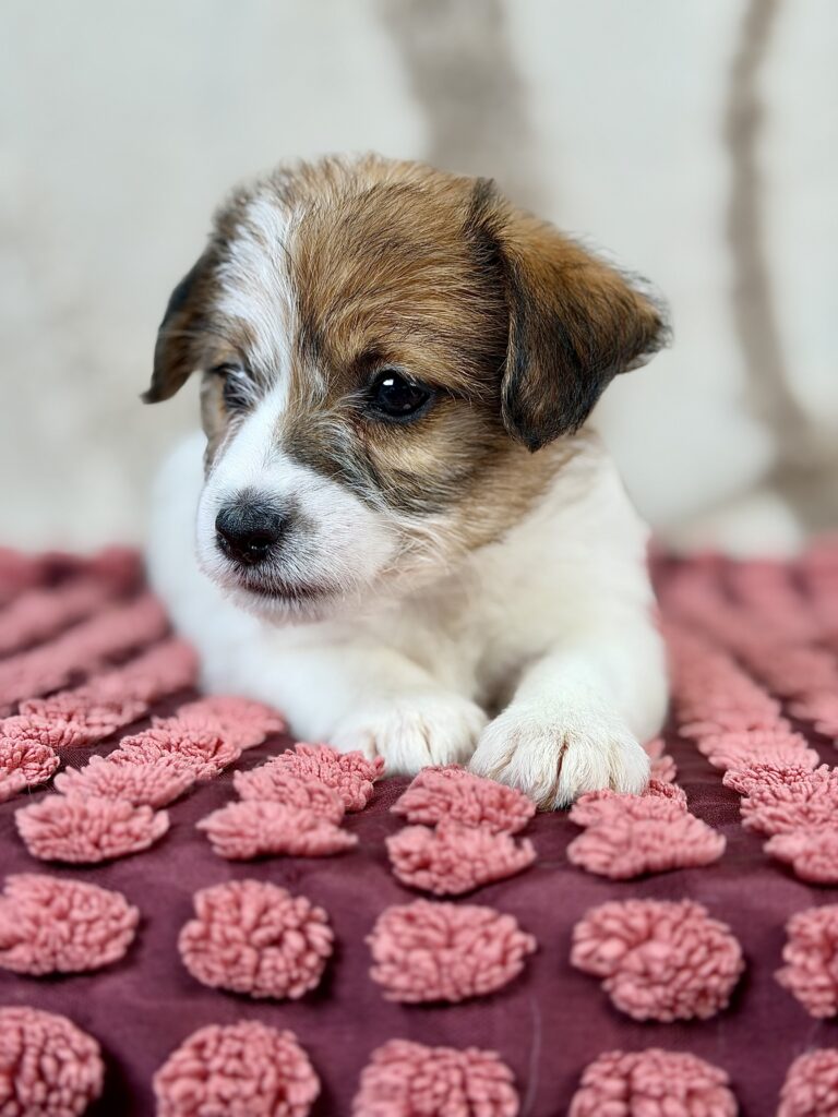 jack russell terrier szorstkowlosy