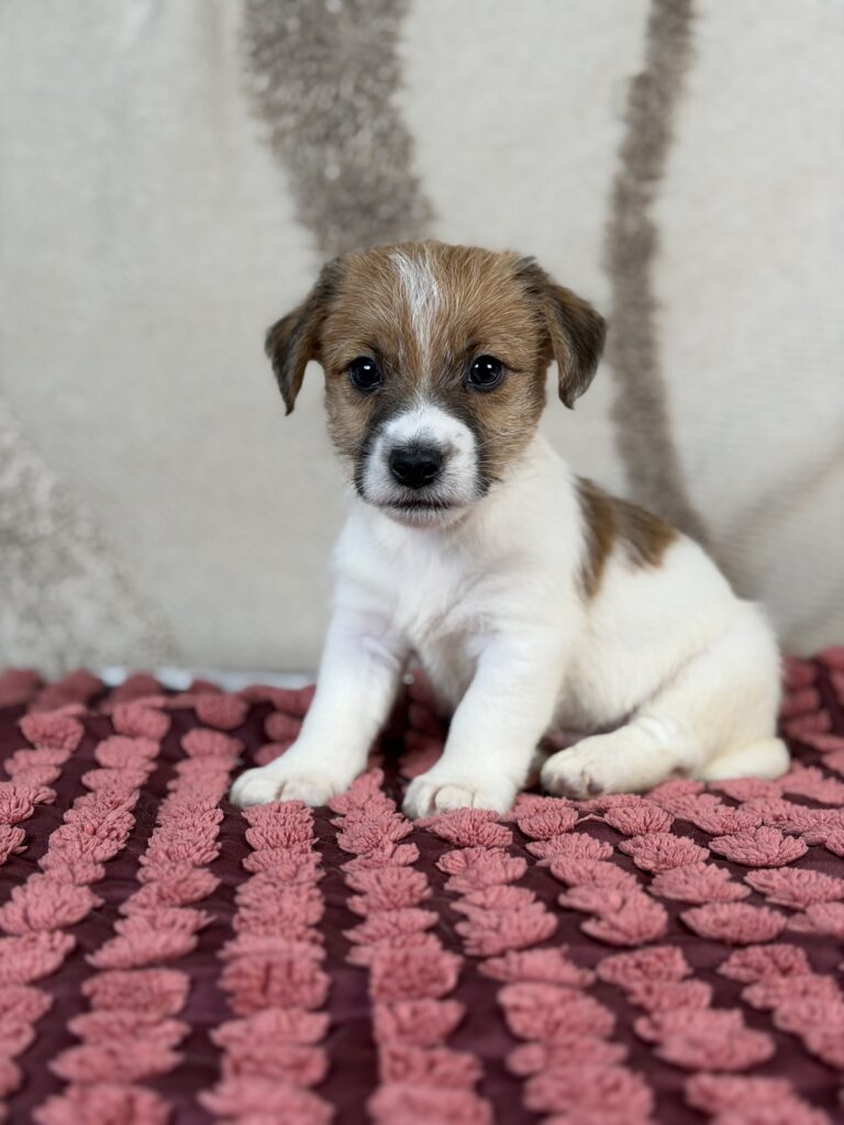 jack russell terrier szorstkowlosy