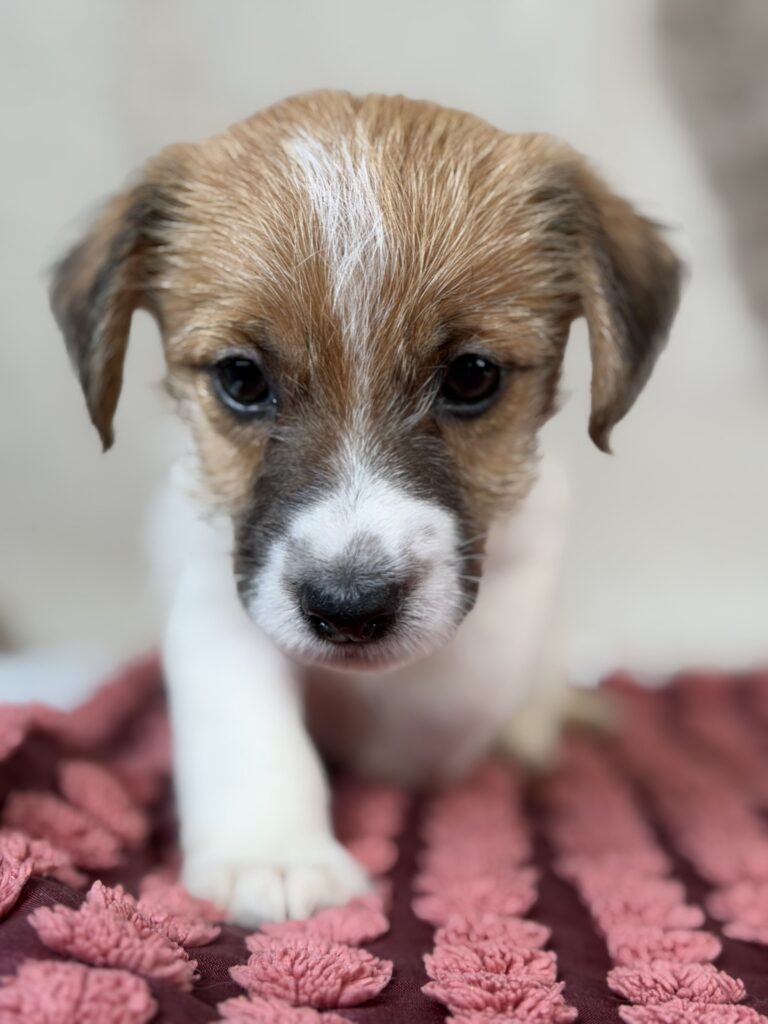 jack russell terrier szorstkowlosy