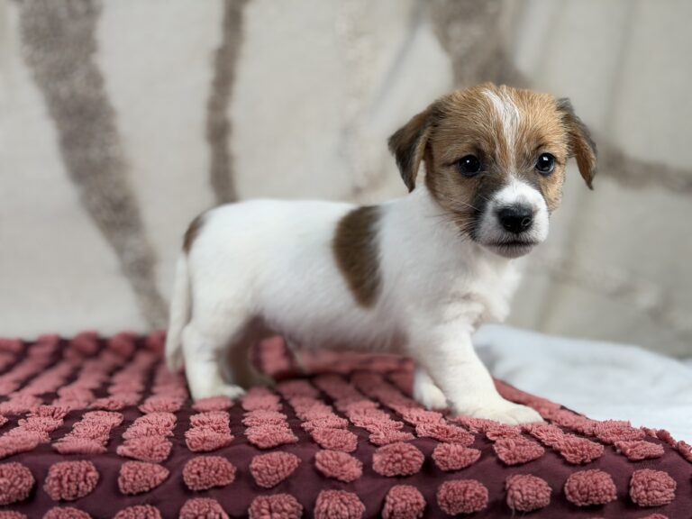 jack russell terrier szorstkowlosy