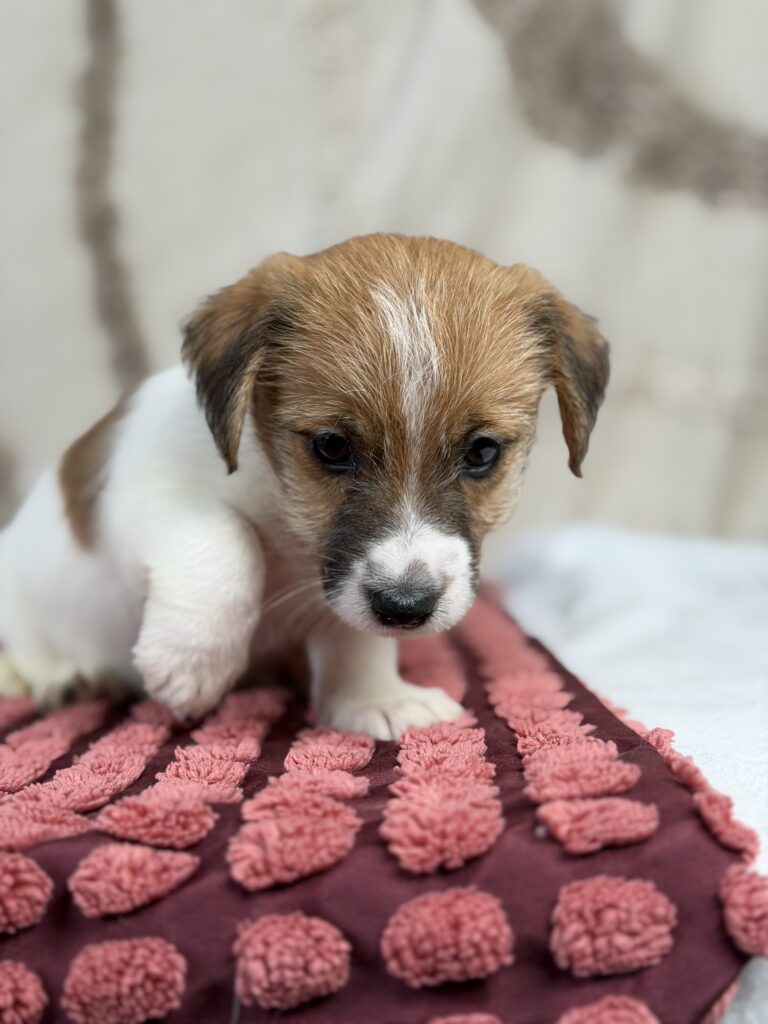 jack russell terrier szorstkowlosy