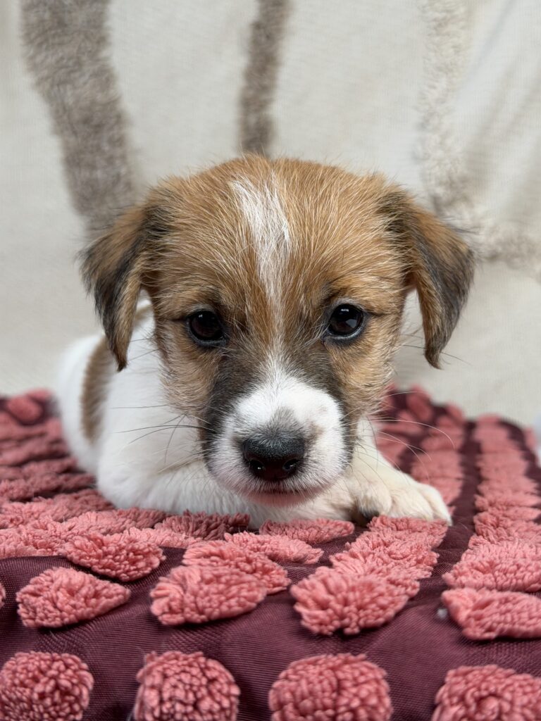 jack russell terrier szorstkowlosy