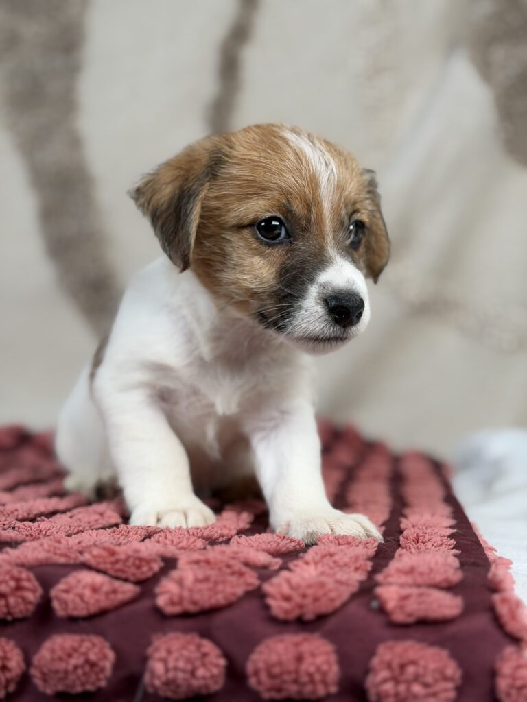 jack russell terrier szorstkowlosy