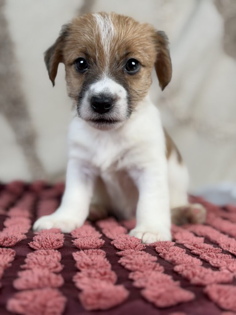 jack russell terrier szorstkowlosy