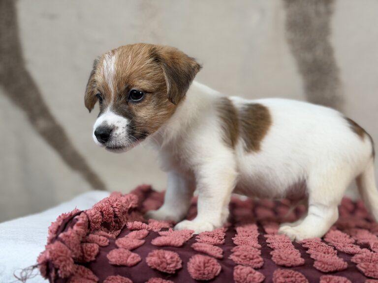 jack russell terrier szorstkowlosy