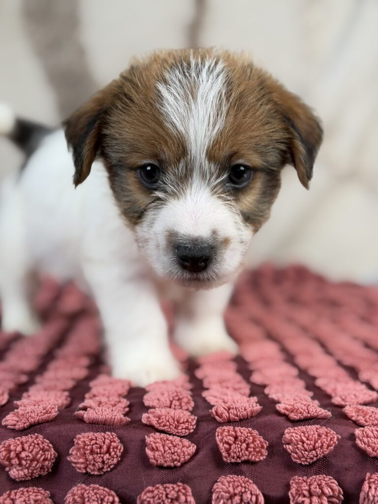 jack russell terrier szorstkowlosy