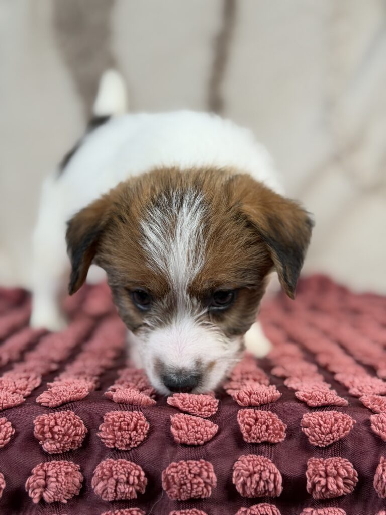 jack russell terrier szorstkowlosy