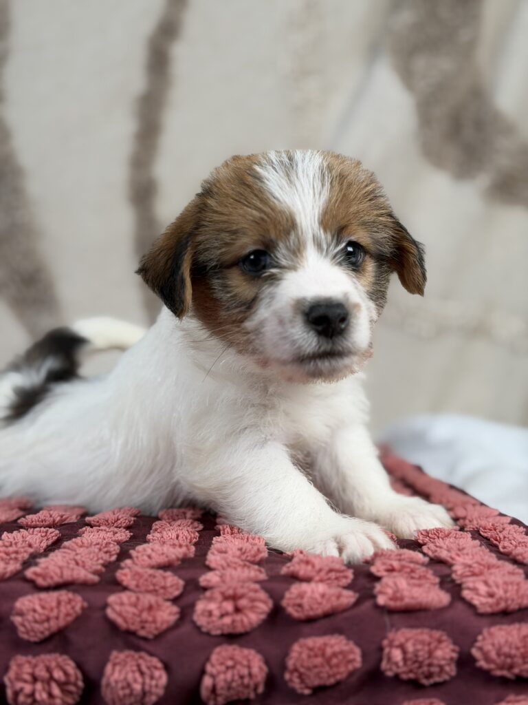 jack russell terrier szorstkowlosy