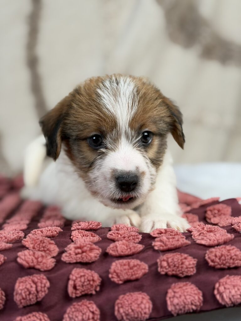 jack russell terrier szorstkowlosy