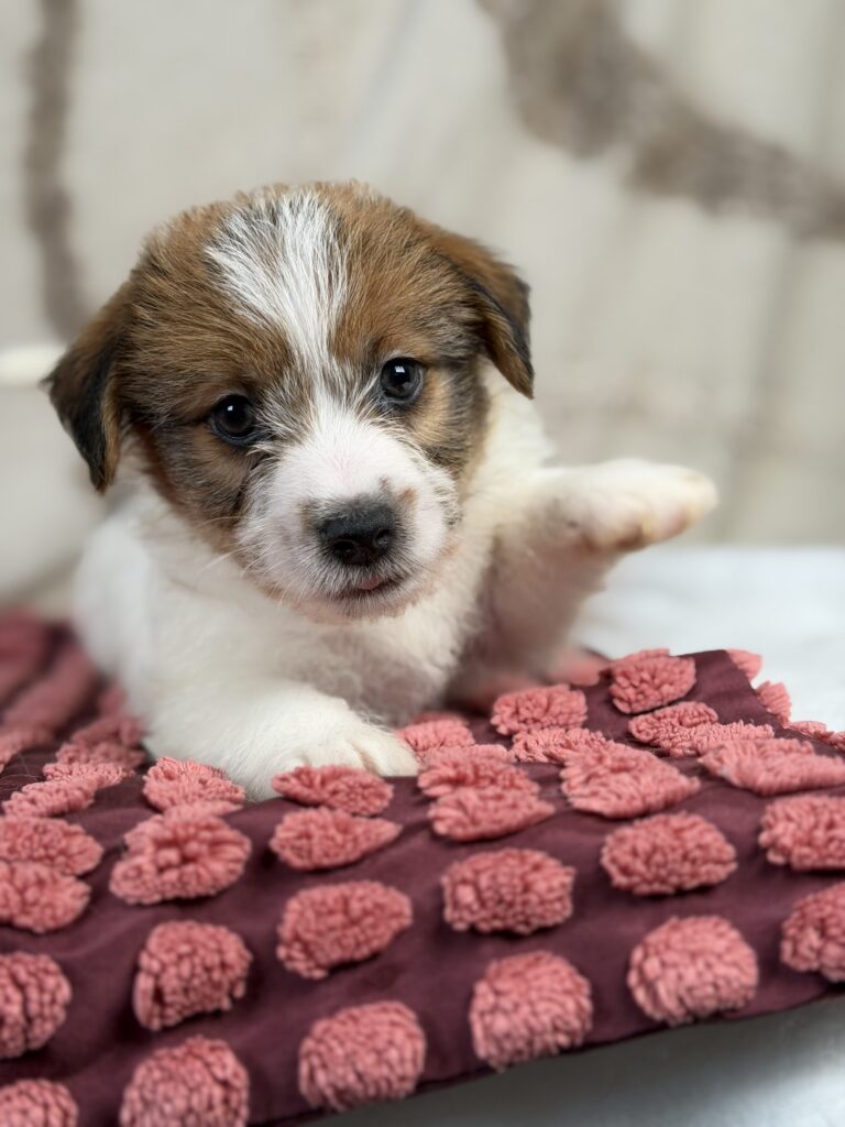 jack russell terrier szorstkowlosy