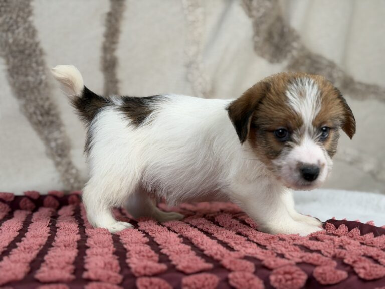 jack russell terrier szorstkowlosy