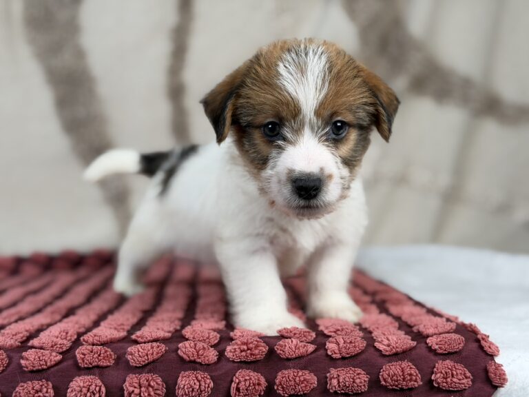 jack russell terrier szorstkowlosy