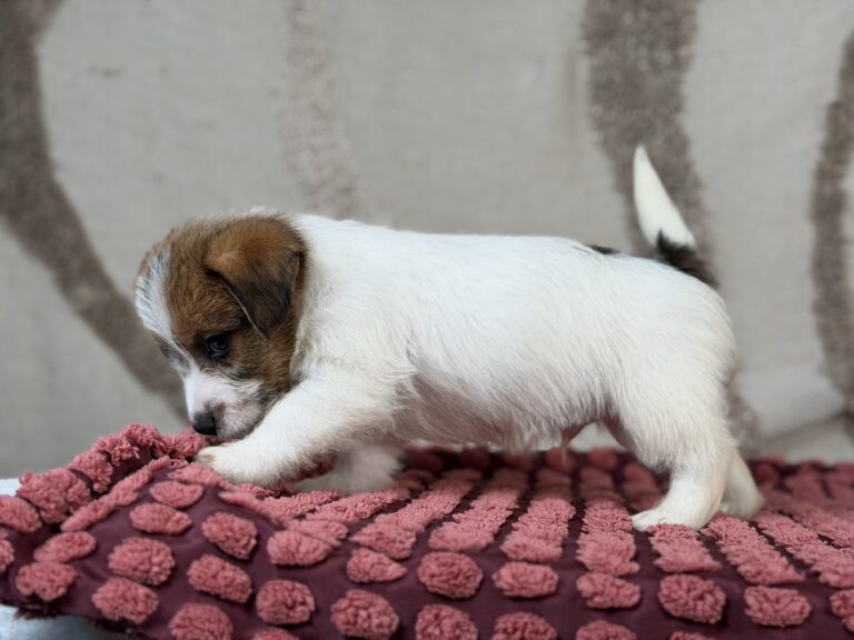 jack russell terrier szorstkowlosy
