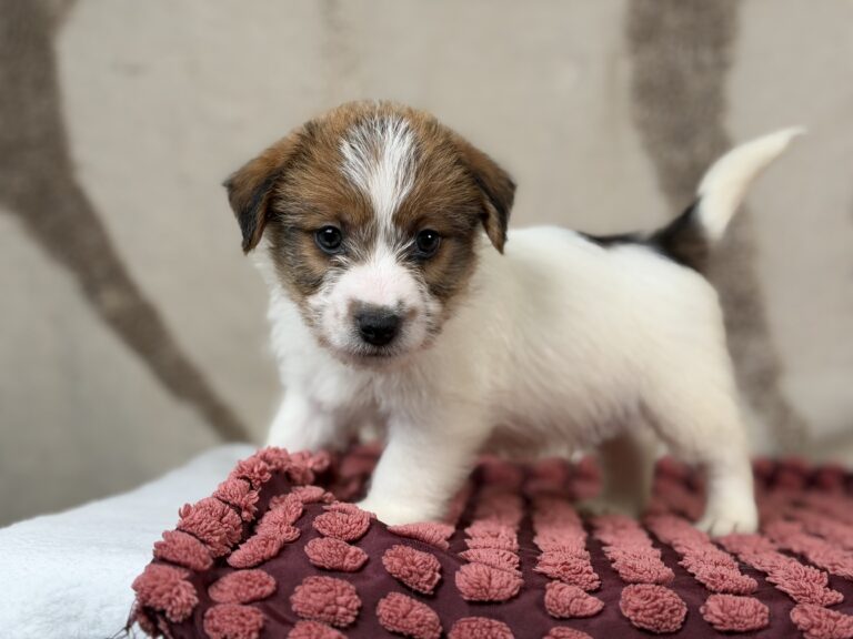 jack russell terrier szorstkowlosy
