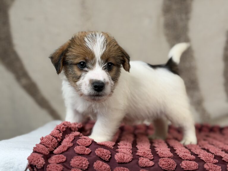 jack russell terrier szorstkowlosy