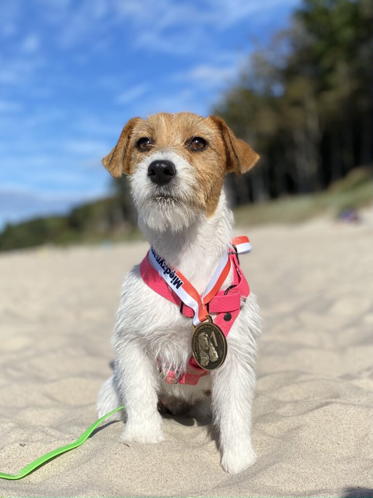 jack russell terrier szorstkowłosy