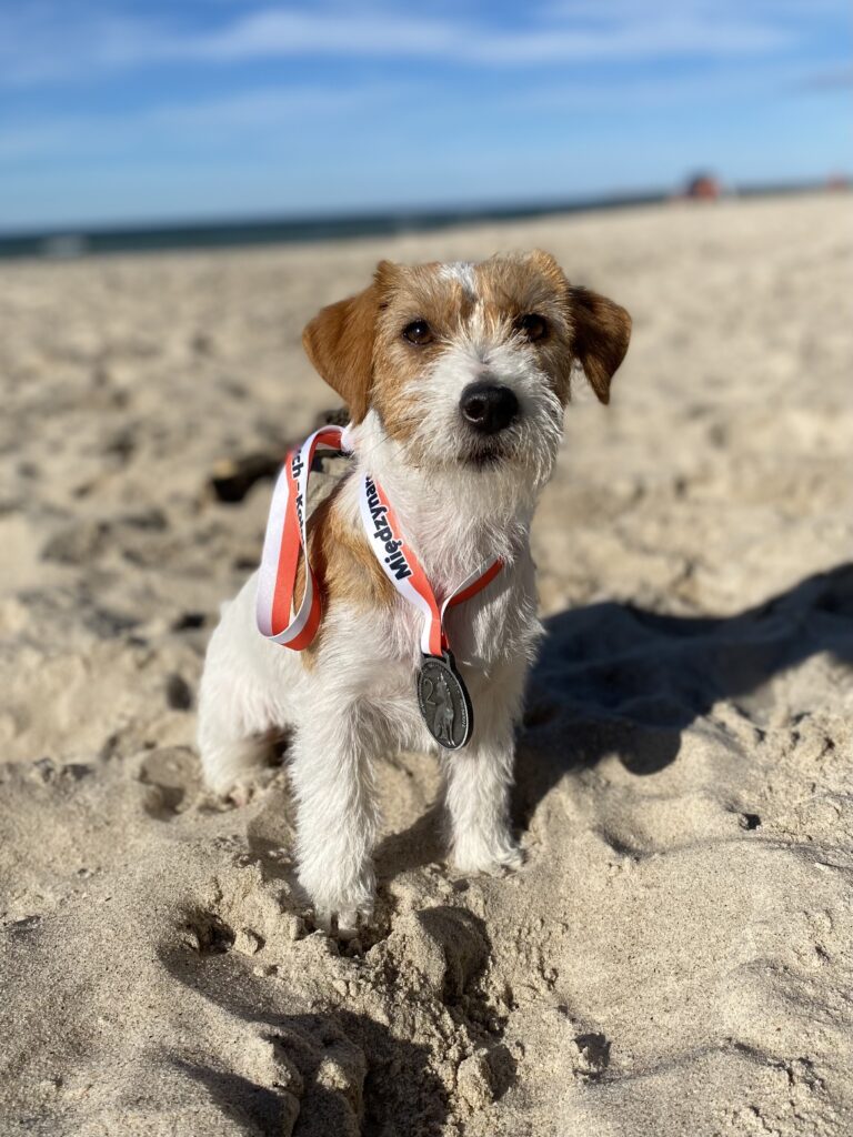 jack russell terrier szorstkowlosy