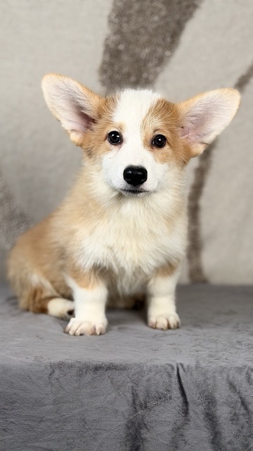 welsh corgi pembroke