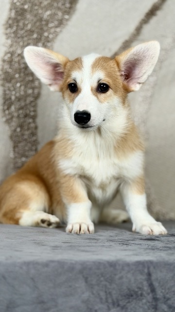 welsh corgi pembroke