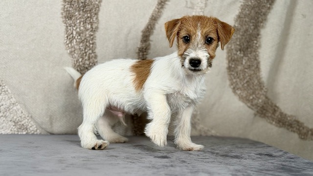 szczeniak Jack Russell terrier