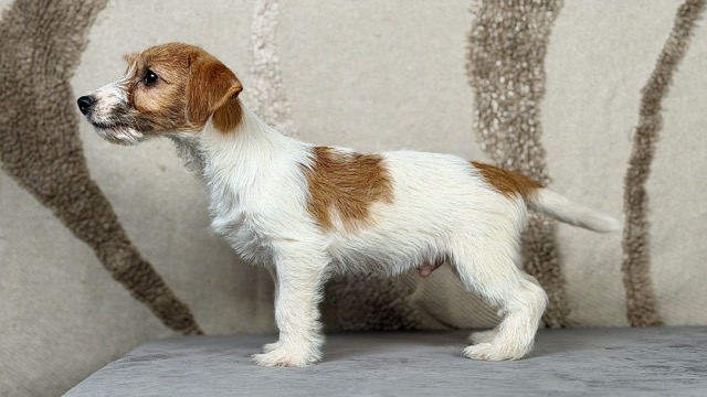 szczeniak Jack Russell terrier
