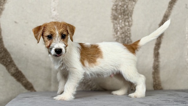 szczeniak Jack Russell terrier