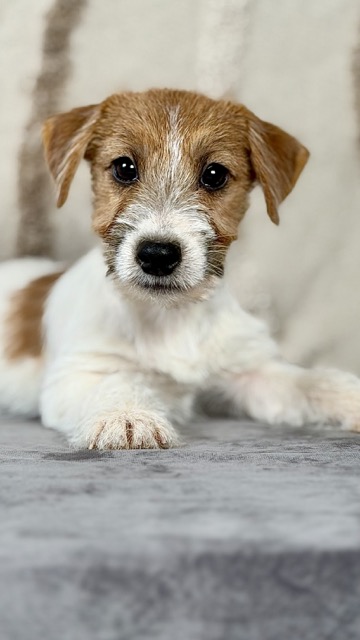 szczeniak Jack Russell terrier