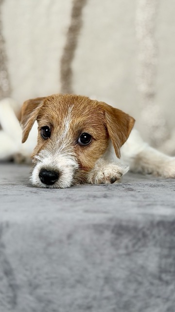 szczeniak Jack Russell terrier